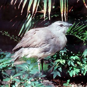 Black-legged Seriama - 1987