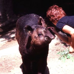 Keeper and  Mountain Tapir - 1987
