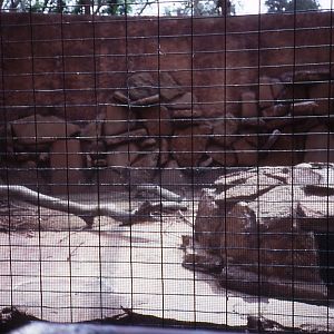 Rock Hyrax enclosure - 1987