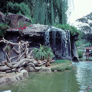 Woolly Monkey exhibit - 1987