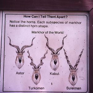 Markhor graphic - 1988