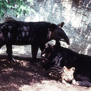 Mountain Tapir Family - 1988