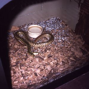 Two-headed Gopher Snake - 1988