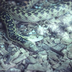 Two-headed Gopher Snake - 1988