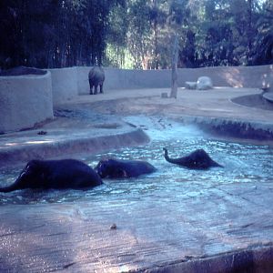 Asiatic Elephants - 1990