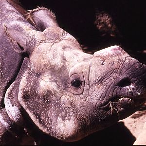 Indian Rhino - 1992