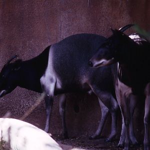 Jentinks Duiker pair - 1992
