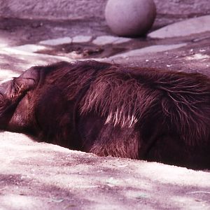 Sumatran Rhino - 1992