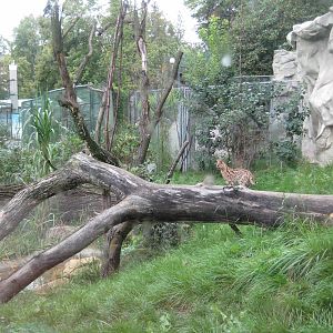 Serval exhibit detail