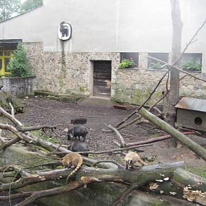 Coatis and Peccaris