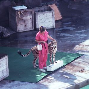 Animal Chit Chat show with cheetah - 1990