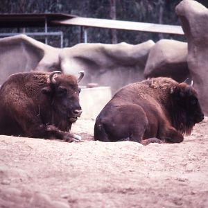 European Bison (Wisent) - 1990