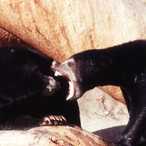 Sun Bears - 1990