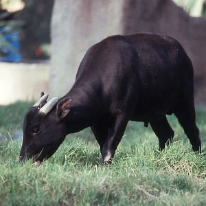 Mountain Anoa - 1990