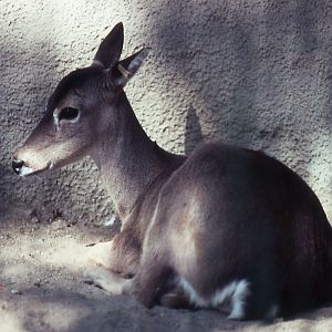Pampas Deer - 1990