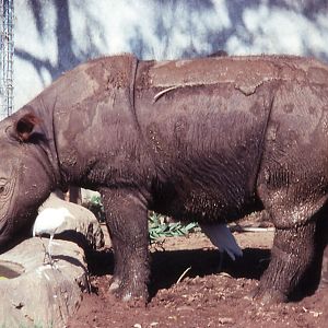 Sumatran Rhino - 1990