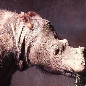 Sumatran Rhino - 1990