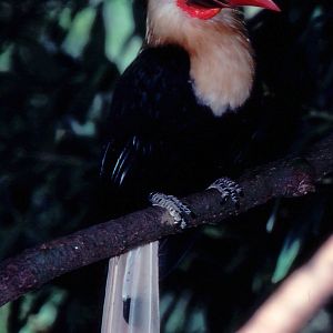 White-headed Hornbill - 1990