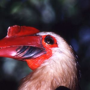 White-headed Hornbill - 1990