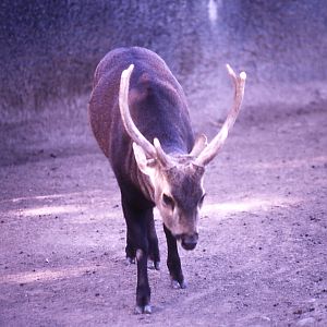 Bawean Deer - 1992