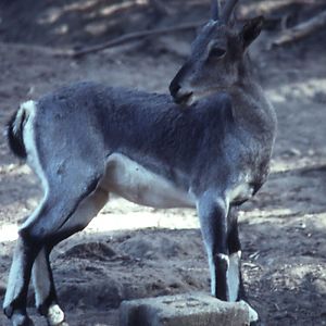 Chinese Blue Sheep (Bharal) - 1992