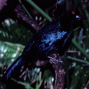 Glossy-mantled Manucode - 1992