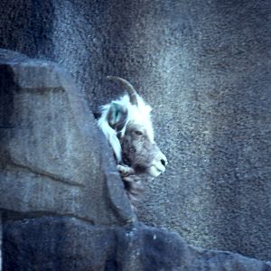 Kamchatka Snow Sheep - 1992