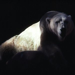 Polar Bear - 1992