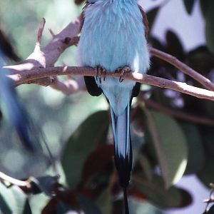 Racquet-tailed Roller - 1992