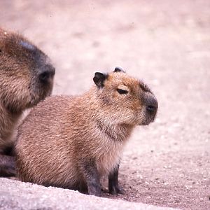 Capybara and young - 1988