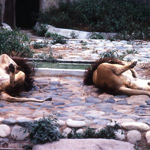Lions - 1988
