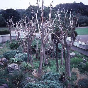 Patas Monkey exhibit - 1988