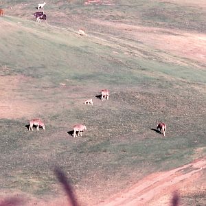 African Antelope - 1990