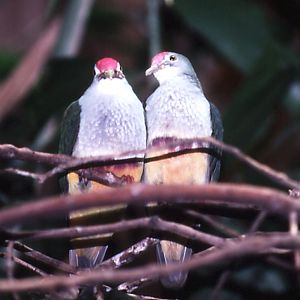Beautiful Fruit Pigeons - 1992