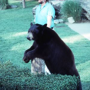Black Bear in show - 1992