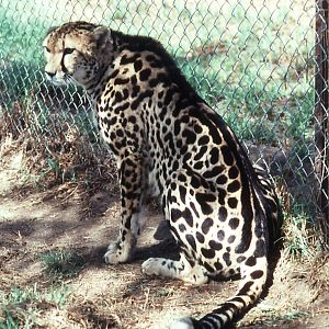 King Cheetah female "Matotsi" - 1992