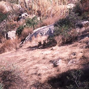 Lion exhibit - 1992