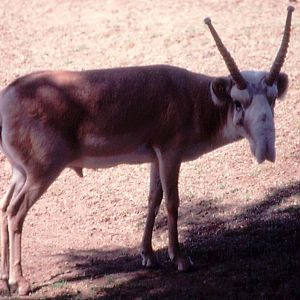 Russian Saiga - 1992
