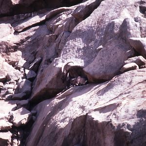 Siberian Ibex - 1992