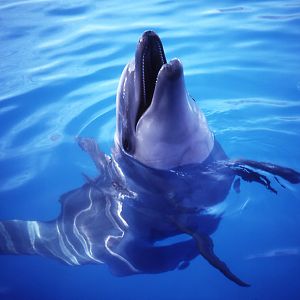 Bottlenosed Dolphin - 1992