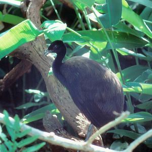 Common Trumpeter - 1987