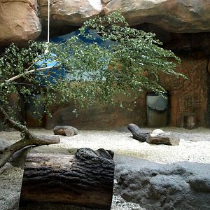 Leipig Zoo - Lion indoor exhibit