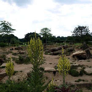 Leipzig Zoo - Hyena exhibit