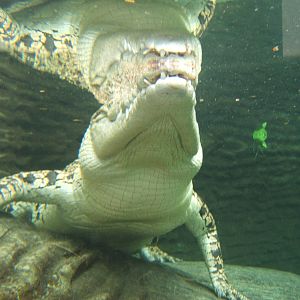 Salt water Croc viewed from under water