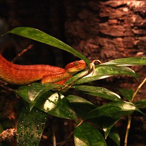 Variable bush viper (Atheris squamigera)