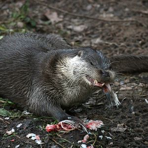 Otter vs. Fish