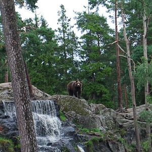 Bear exbith in Kolmarden Zoo