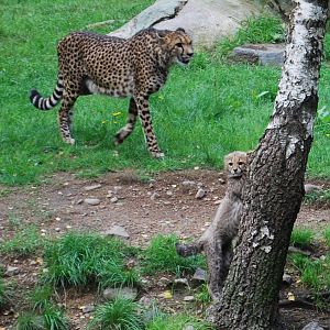 Cheetah with cubs