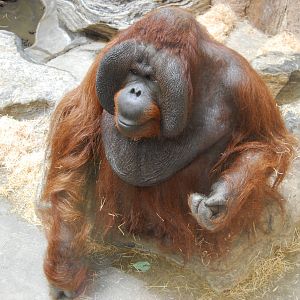 Orangutan Male in Boras Zoo