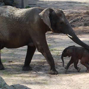 The elephants Dudu and M´Changa